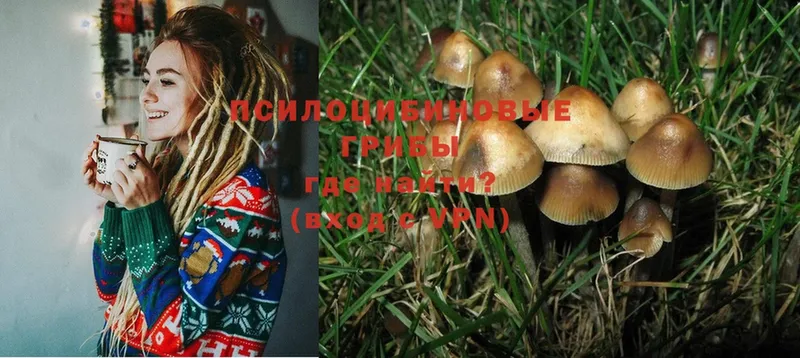 Псилоцибиновые грибы Psilocybine cubensis  гидра ТОР  Орёл  наркотики 